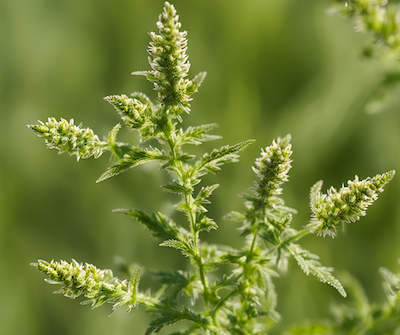 5 Unconventional Tips to Reduce Hormonal Acne Naturally