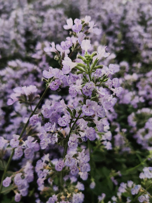 Relieve Menstrual Cramps Naturally With Catnip
